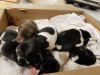 Puppies in a box .jpg
